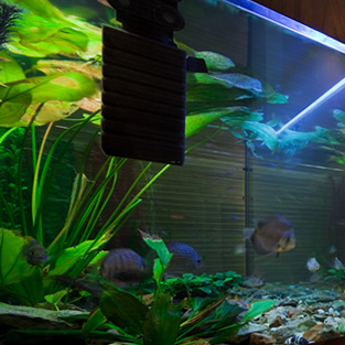 Fish Tank Glass Openshaw